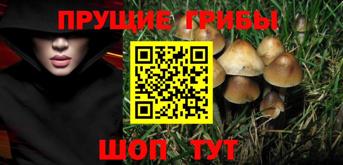 Галлюциногенные грибы Cubensis Каменск-Шахтинский